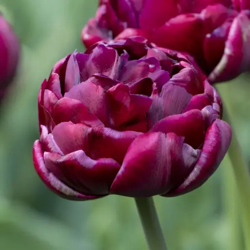 [A1150] Tulipa Alison Bradley - BIO
