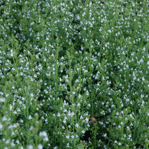 [X7001] Calamintha Nepeta - Compact - BIO