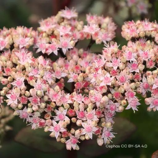 [B7002] Sedum 'Matrona' P9 - BIO