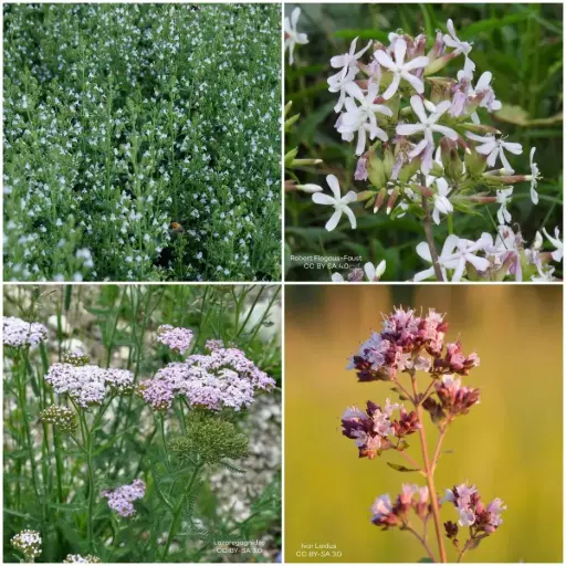 [B7900] Tegelwippen Borderpakket Zon 1 m² - BIO