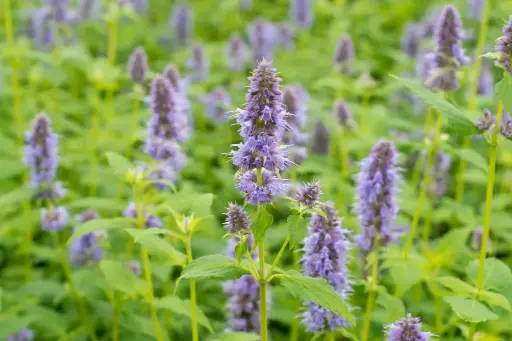 [B7004] Dropplant - Agastache Blue Fortune P9 - BIO