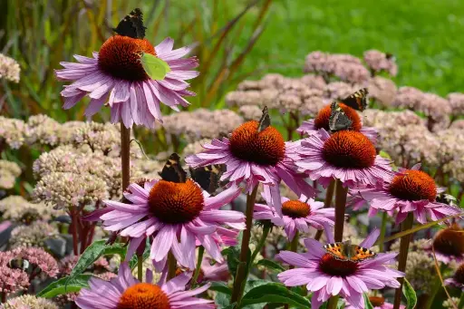 [B7005] Echinacea p. Magnus P9 - BIO