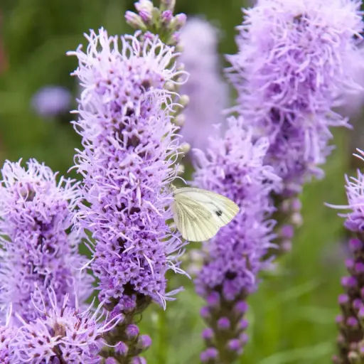 [B7006] Liatris Spicata P9 - BIO