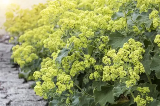 [B7011] Alchemilla Mollis - Compact - BIO
