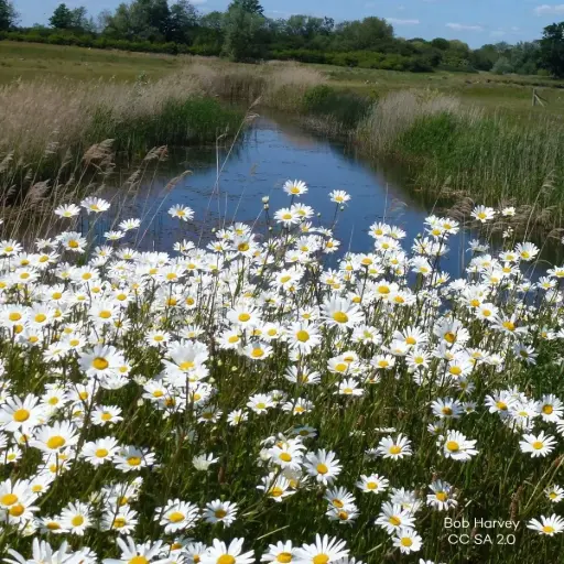 [B7014] Leucanthemum Vulgare P9 - BIO