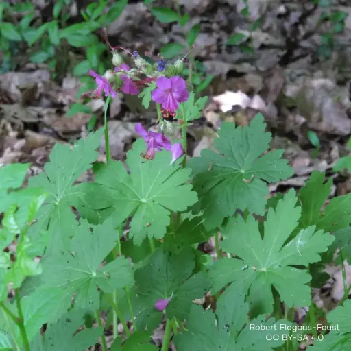 [B7015] Geranium Macrorrhizum - Ooievaarsbek - P9 - BIO