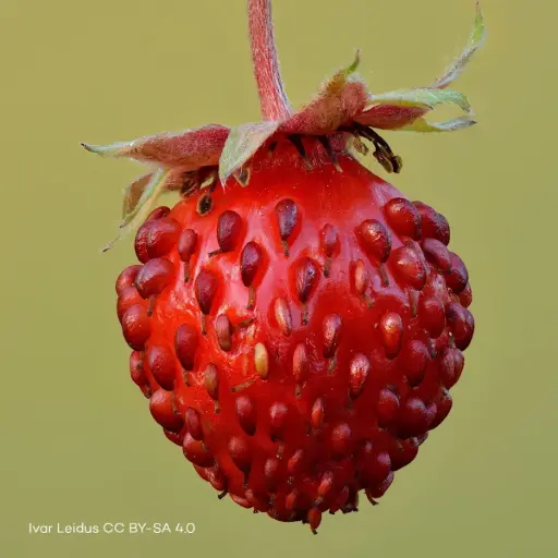 [B7018] Fragaria Vesca P9 - BIO