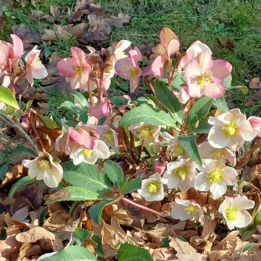 [B7019] Helleborus Orientalis P9 - BIO
