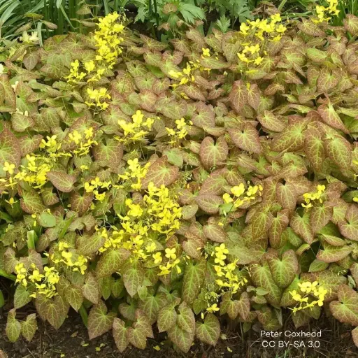 [B7020] Epimedium perralc. Frohnleiten - P9 - BIO