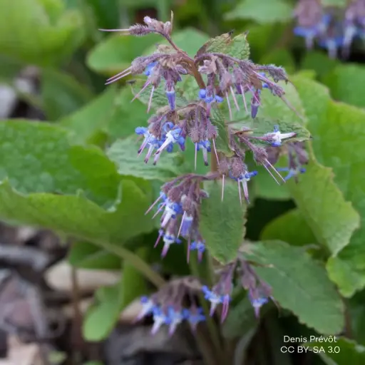 [B7022] Trachystemon Orientalis P9 - BIO