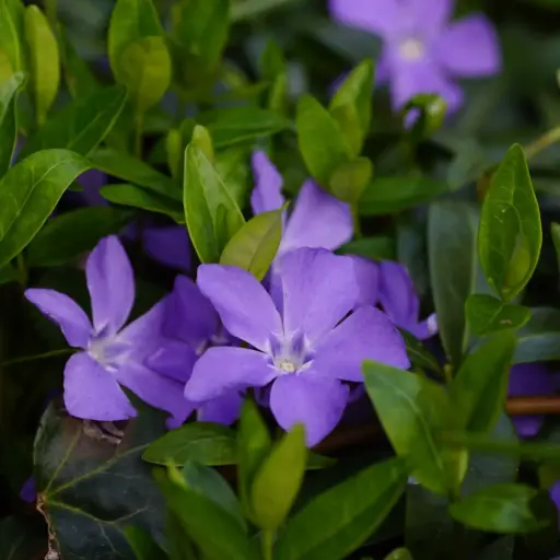 [B7024] Vinca Minor P9 - BIO