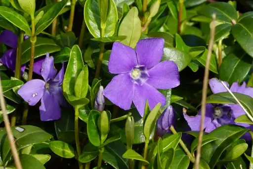 [B7024] Vinca Minor P9 - BIO