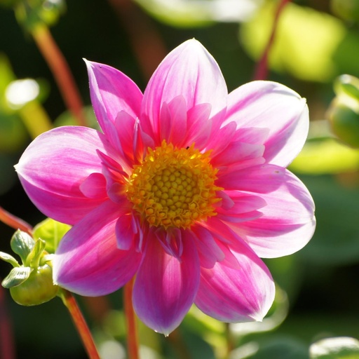 Dahlia Hartenaas - BIO (kopie)