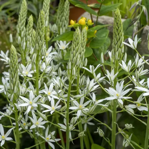 [A9079] Ornithogalum ponticum Sochi - Vogelmelk - BIO