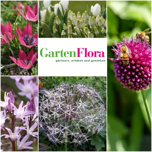 [AM99098] GartenFlora Frühlingspracht 40 ST - BIO