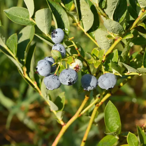 [F1034] Blauwe Bes Struik Duke- Royaal - BIO
