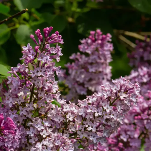 [X8100] Sering - Syringa Josée - Royaal - BIO