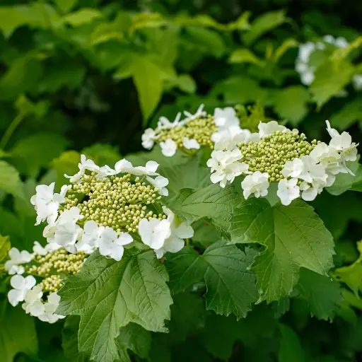 [X8101] Gelderse Roos - Viburnum Opulus - Royaal - BIO