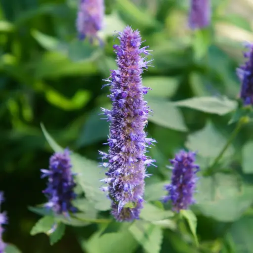 [B7028] Dropplant - Agastache Black Adder - Compact - BIO