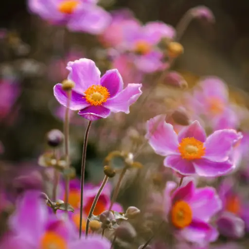 [X7029] Herfstanemoon - Anemone Splendens - Compact - BIO