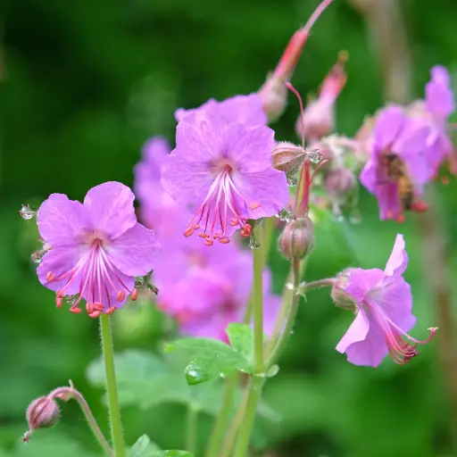 [X7037] Geranium Bevan's Variety - Ooievaarsbek - Compact - BIO