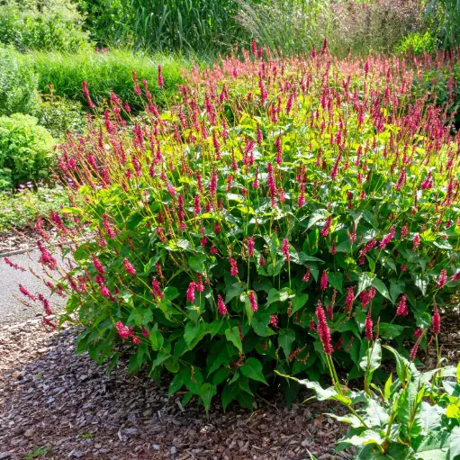 [X7041] Duizendknoop - Persicaria amplexicaulis - Compact - BIO