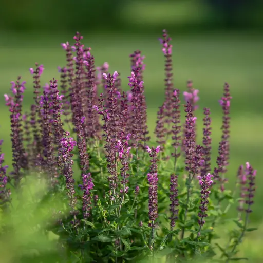 [X7044] Salvia Caradonna - Bossalie - Compact - BIO