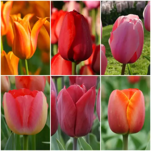 [AC99004-V2] Pakket Lange Tulpen V2 - BIO