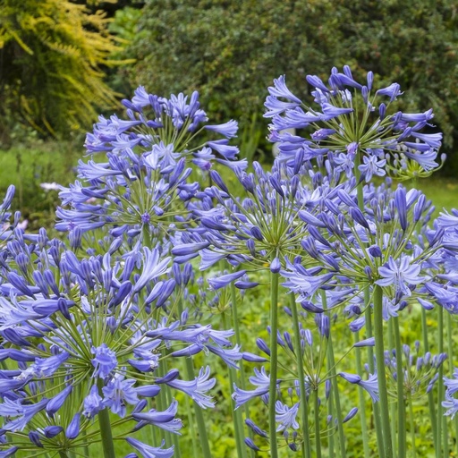 [B8001] Afrikaanse Lelie - Agapanthus Charlotte - BIO