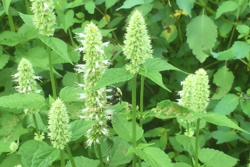 [X8002] Agastache Alabaster - BIO