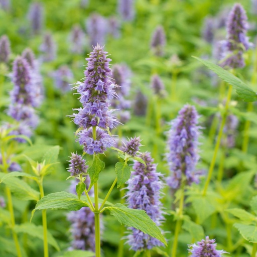 [B8003] Dropplant - Agastache Blue Fortune - BIO