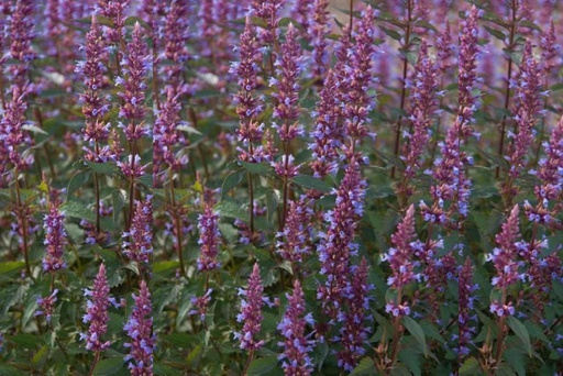 [X8044] Agastache Purple Haze- BIO