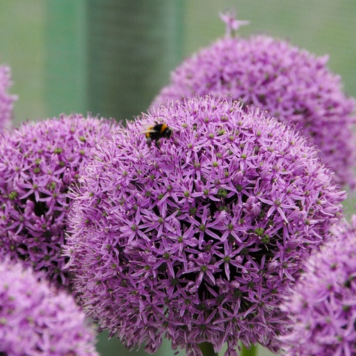 [A9047] Allium Gladiator - Sierui - BIO