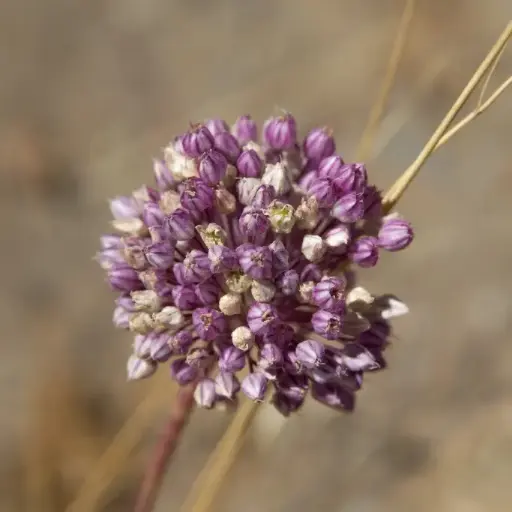 [A9062] Allium Ping Pong - Sierui - BIO