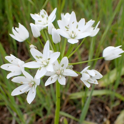 [A9057] Allium Neapolitanum - BIO