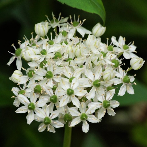 [A9010] Allium nigrum - BIO