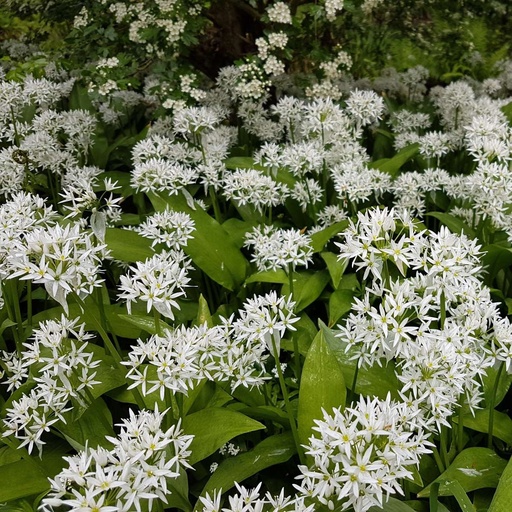 [B8046] Daslook - Allium Ursinum - BIO