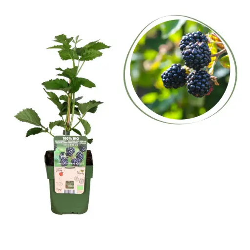 [F1004] Braamstruik - BIO