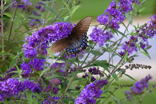 [X8047] Buddleja Free Petite Blue Heaven - BIO