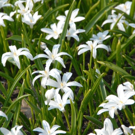 [A9021] Chionodoxa Alba - BIO