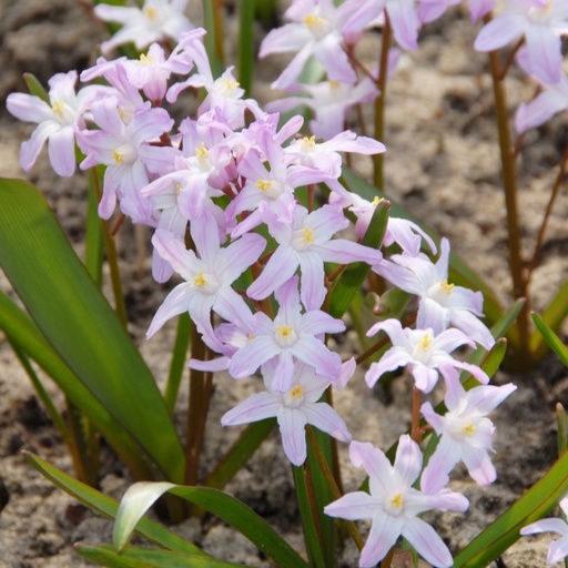 [A9020] Sneeuwroem - Chionodoxa Pink Giant - BIO