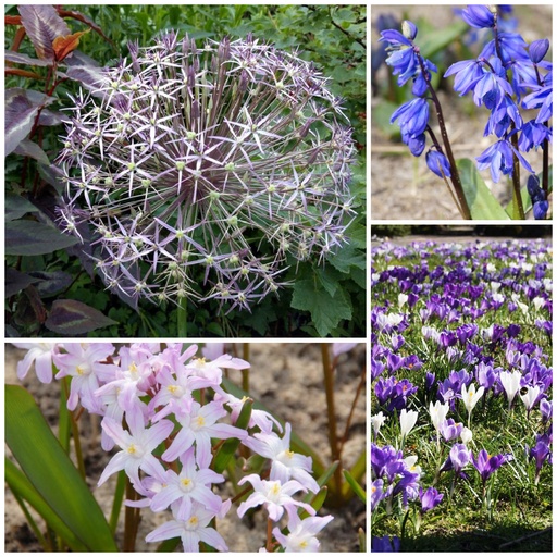 [AM99030] Czaar Peter Mix - BIO