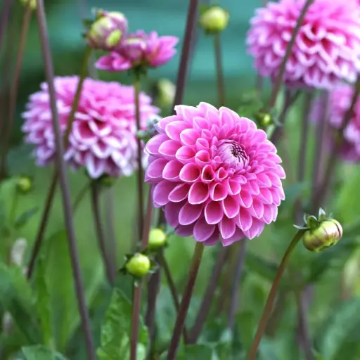 [B1016] Dahlia Sandra - BIO