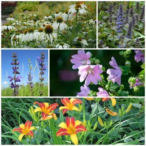[B8903] Eetbaar Tuintje Vaste Planten - BIO