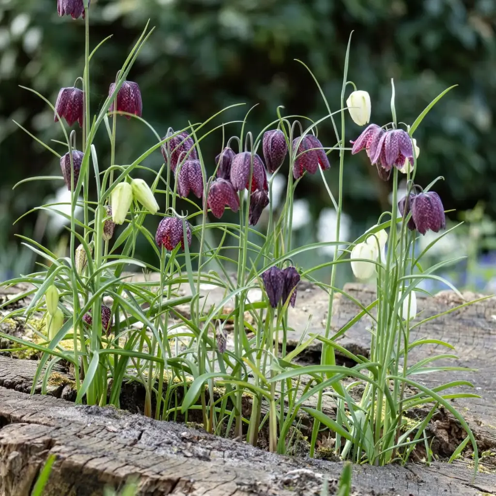 Wilde kievitsbloem
