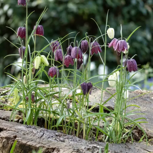 [A9026] Wilde Kievitsbloem - Fritillaria Meleagris - BIO
