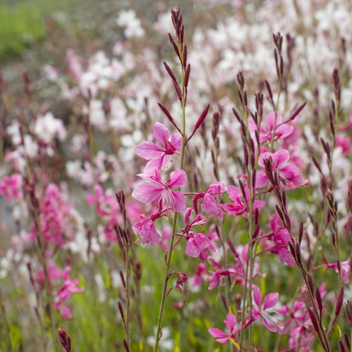 [X8050] Gaura Gambit Rose - Prachtkaars - BIO
