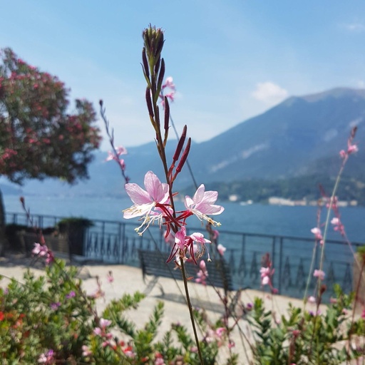 [X8012] Gaura Sparkle White - Prachtkaars - BIO