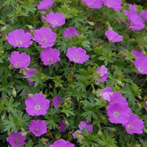 [X8014] Geranium Sanguineum - Ooievaarsbek - BIO
