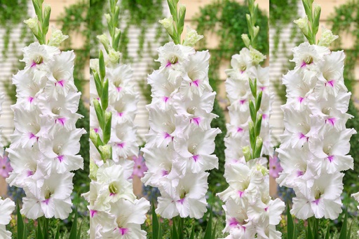[B2010] Gladiolus Norma Jean - BIO